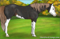Horse Color:Liver Chestnut Splash 