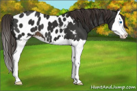 Horse Color:Liver Chestnut Splash Near Leopard 