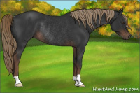 Horse Color:Liver Chestnut Rabicano 