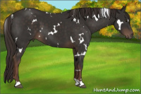 Horse Color:White Spotted Liver Chestnut 