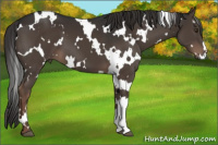 Horse Color:White Spotted Liver Chestnut 