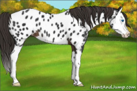 Horse Color:Liver Chestnut Sabino Splash Appaloosa 