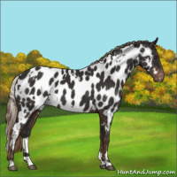 Horse Color:White Spotted Liver Chestnut Appaloosa 