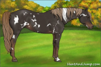 Horse Color:White Spotted Liver Chestnut 