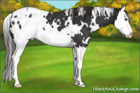 Horse Color:White Spotted Liver Chestnut Sabino Splash Appaloosa 