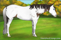Horse Color:Liver Chestnut Splash Near Fewspot 