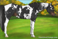 Horse Color:White Spotted Liver Chestnut Tobiano 