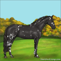 Horse Color:White Spotted Liver Chestnut