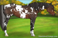 Horse Color:White Spotted Liver Chestnut 