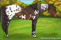 Horse Color:White Spotted Liver Chestnut Appaloosa 