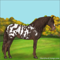 Horse Color:Liver Chestnut Appaloosa