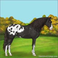 Horse Color:Liver Chestnut Sabino Appaloosa 
