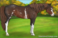 Horse Color:White Spotted Liver Chestnut Sabino Appaloosa 