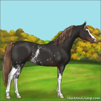 Horse Color:White Spotted Liver Chestnut Sabino 