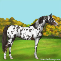 Horse Color:White Spotted Liver Chestnut Sabino Appaloosa 