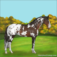 Horse Color:White Spotted Liver Chestnut Sabino Appaloosa 