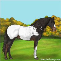 Horse Color:Liver Chestnut Appaloosa 