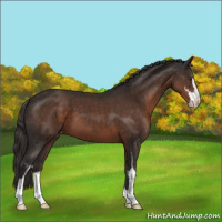 Horse Color:Liver Chestnut Sabino Varnish 