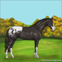 Horse Color:Liver Chestnut Sabino Appaloosa 