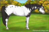 Horse Color:Liver Chestnut Sabino Frame Appaloosa 