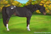 Horse Color:Liver Chestnut Appaloosa 