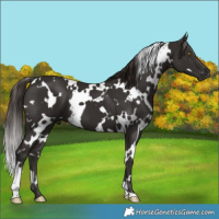 Horse Color:White Spotted Liver Chestnut 