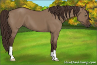 Horse Color:Liver Red Dun 