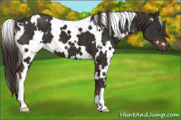 Horse Color:White Spotted Liver Chestnut 