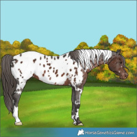 Horse Color:White Spotted Liver Chestnut Appaloosa 