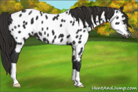 Horse Color:Liver Chestnut Appaloosa 