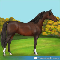 Horse Color:Liver Chestnut 