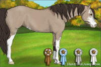 Horse Color:Liver Red Dun Sabino 
