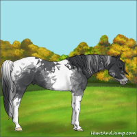 Horse Color:Blue Roan Tobiano 