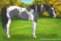Horse Color:Blue Roan Splash Tobiano 