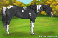 Horse Color:Black Sabino Splash Tobiano