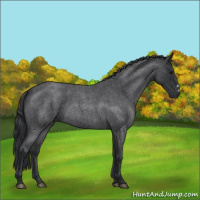 Horse Color:Blue Roan 
