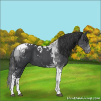 Horse Color:Blue Roan Tobiano 