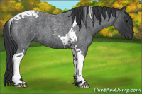 Horse Color:Blue Roan Tobiano 