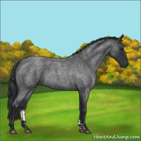 Horse Color:Blue Roan 