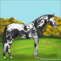 Horse Color:Black Sabino Splash Tobiano 