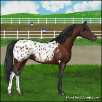 Horse Color:Bay Appaloosa  and Brown Appaloosa 