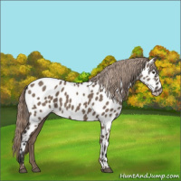 Horse Color:Liver Red Dun Appaloosa 