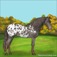 Horse Color:Liver Chestnut Appaloosa 