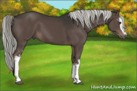 Horse Color:White Spotted Liver Chestnut Mushroom 