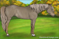 Horse Color:Chocolate Palomino Dun Mushroom Rabicano
