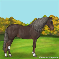 Horse Color:Liver Chestnut Mushroom 