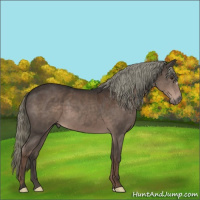 Horse Color:Liver Chestnut Mushroom 
