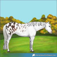 Horse Color:Liver Chestnut Mushroom Appaloosa 