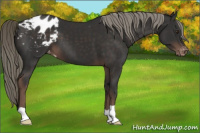 Horse Color:Liver Chestnut Mushroom Appaloosa 