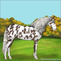 Horse Color:Liver Chestnut Mushroom Sabino Near Leopard 